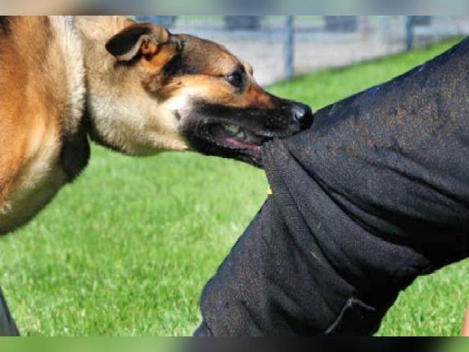 wants leave for treatment of dog bite, then first prove that bitten by the rabid dog | उपचारासाठी सुट्टी हवी असेल तर कुत्रा पिसाळला होता हे सिद्ध करा wants leave for treatment of dog bite, then first prove that bitten by the rabid dog | उपचारासाठी सुट्टी हवी असेल तर कुत्रा पिसाळला होता हे सिद्ध करा