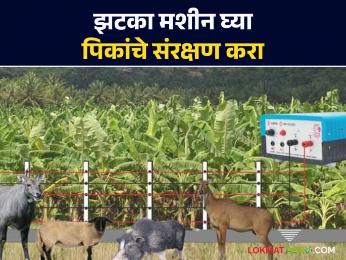 Solar Zatka Machines : Distribution of Solar Zatka Machines at 75% subsidy to 1967 farmers in Ballarpur | Solar Zatka Machines : बल्लारपूरातील १९६७ शेतकऱ्यांना ७५% अनुदानावर सोलर झटका मशीनचे वाटप Solar Zatka Machines : Distribution of Solar Zatka Machines at 75% subsidy to 1967 farmers in Ballarpur | Solar Zatka Machines : बल्लारपूरातील १९६७ शेतकऱ्यांना ७५% अनुदानावर सोलर झटका मशीनचे वाटप