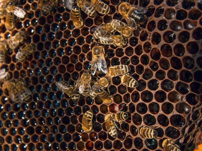 Bee sting! Though painful, it will gave income Rs 70 lakh to the farmers, Jackpot | मधमाशीचा डंख! दुखणारा असला तरी, शेतकऱ्यांना ७० लाख रुपये मिळवून देणार Bee sting! Though painful, it will gave income Rs 70 lakh to the farmers, Jackpot | मधमाशीचा डंख! दुखणारा असला तरी, शेतकऱ्यांना ७० लाख रुपये मिळवून देणार