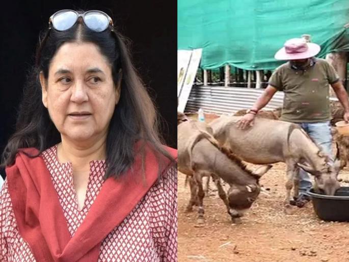 Soap made from donkey's milk keeps women beautiful; Maneka Gandhi statement video viral | गाढविनीच्या दुधापासून बनलेला साबण महिलांना सुंदर ठेवतो; मनेका गांधींनी सांगितले... Soap made from donkey's milk keeps women beautiful; Maneka Gandhi statement video viral | गाढविनीच्या दुधापासून बनलेला साबण महिलांना सुंदर ठेवतो; मनेका गांधींनी सांगितले...