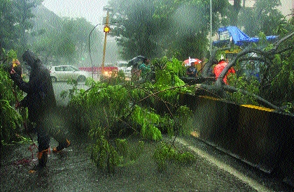 Trees fell at 121 places in Mumbai | मुंबईत १२१ ठिकाणी झाडे कोसळली Trees fell at 121 places in Mumbai | मुंबईत १२१ ठिकाणी झाडे कोसळली