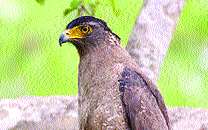 Leopards, eaggar free communication | येऊरमध्ये बिबट्या, गरुडाचा मुक्तसंचार