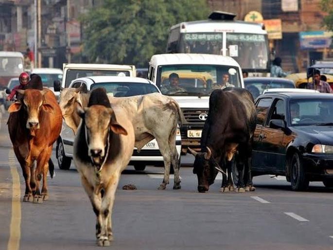 Modification of punishment for owner of loose cattle; Abolition of imprisonment, increase in fines | मोकाट गुरांच्या मालकाच्या शिक्षेत बदल; कारावासाची शिक्षा रद्द, दंडातही वाढ Modification of punishment for owner of loose cattle; Abolition of imprisonment, increase in fines | मोकाट गुरांच्या मालकाच्या शिक्षेत बदल; कारावासाची शिक्षा रद्द, दंडातही वाढ