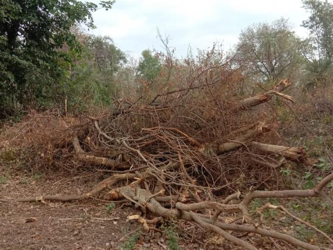 Slaughter of 20 trees including mango, teak, khair: Farmers demand action against developer | आंबा, साग, खैरांसह २० झाडांची कत्तल : विकासकावर कारवाईची शेतकऱ्यांची मागणी Slaughter of 20 trees including mango, teak, khair: Farmers demand action against developer | आंबा, साग, खैरांसह २० झाडांची कत्तल : विकासकावर कारवाईची शेतकऱ्यांची मागणी