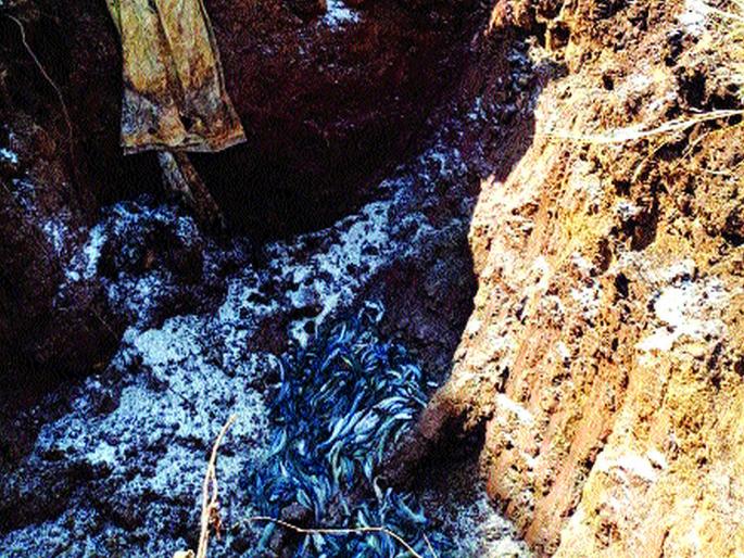 A crime against the cultivators of mangur fish? | मांगूरमाशाची शेती करणाऱ्यांवर गुन्हा? A crime against the cultivators of mangur fish? | मांगूरमाशाची शेती करणाऱ्यांवर गुन्हा?