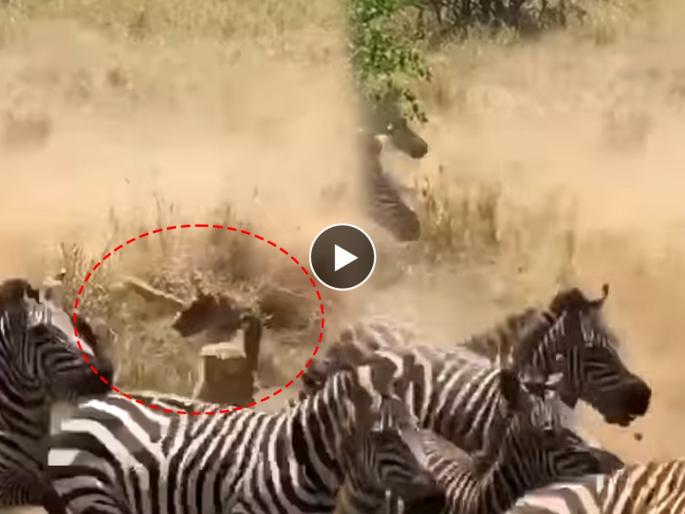 lion vs zebra see who wins video goes viral on social media | Viral Video: झेब्र्यांनी सिंहाला अक्षरश: जेरीस आणले! पाहा या लढाईत शेवटी कोण जिंकलं? lion vs zebra see who wins video goes viral on social media | Viral Video: झेब्र्यांनी सिंहाला अक्षरश: जेरीस आणले! पाहा या लढाईत शेवटी कोण जिंकलं?