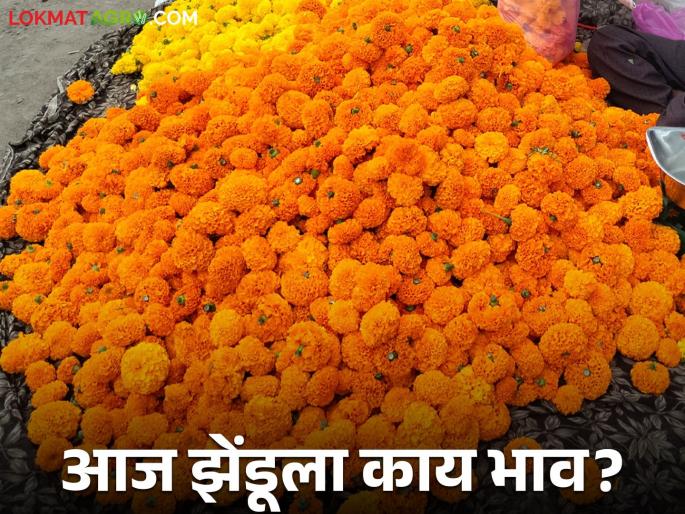 Latest News Zendu Market One thousand quintals of Chandwad, marrigold market price on dasara | Zendu Bajarbhav : चांदवडला एक हजार क्विंटलची आवक, दसऱ्याला झेंडूला प्रति शेकडा काय भाव? 