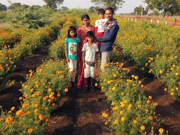 Attention spent on farming without a job; Millions earned from five guntas of marigold farming | नोकरी न करता शेतीत घातले लक्ष; पाच गुंठे झेंडूच्या शेतीतून केली लाखोची कमाई Attention spent on farming without a job; Millions earned from five guntas of marigold farming | नोकरी न करता शेतीत घातले लक्ष; पाच गुंठे झेंडूच्या शेतीतून केली लाखोची कमाई