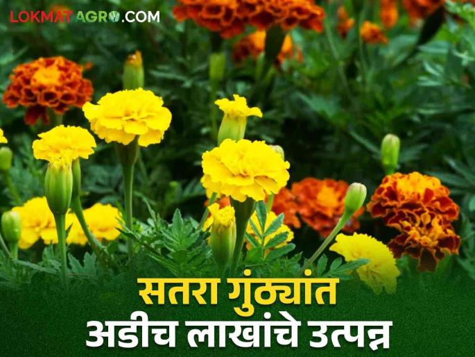 Success Story Shrihari Mali of Mangrul earned an income of two and a half lakhs from the sale of marigolds of seventeen knot | Success Story मंगरूळच्या श्रीहरी माळी यांना सतरा गुंठ्यांतील झेंडूच्या विक्रीतून अडीच लाखांचे उत्पन्न Success Story Shrihari Mali of Mangrul earned an income of two and a half lakhs from the sale of marigolds of seventeen knot | Success Story मंगरूळच्या श्रीहरी माळी यांना सतरा गुंठ्यांतील झेंडूच्या विक्रीतून अडीच लाखांचे उत्पन्न