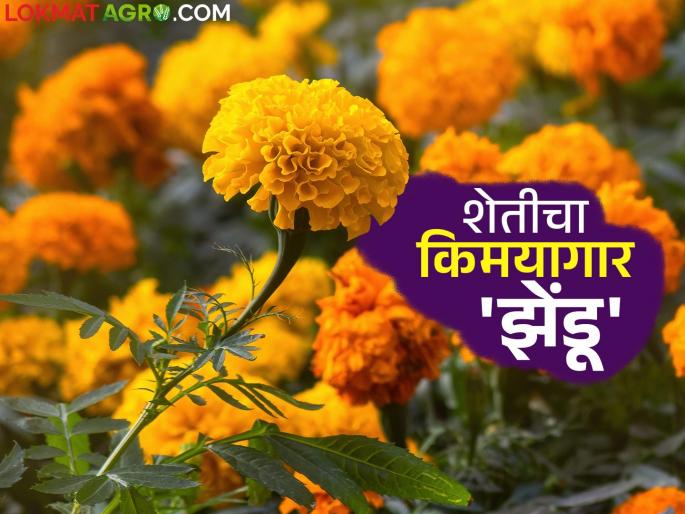Do you know the numerous benefits of marigold crop in agriculture? Read in detail | झेंडू पिकाचे शेतीमध्ये होणारे असंख्य फायदे माहिती आहेत का? वाचा सविस्तर Do you know the numerous benefits of marigold crop in agriculture? Read in detail | झेंडू पिकाचे शेतीमध्ये होणारे असंख्य फायदे माहिती आहेत का? वाचा सविस्तर