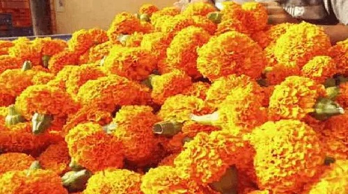 The price of marigold flowers fell | तुलसीच्या लग्नाला झेंडूचा भाव कोसळला, उत्पादकांच्या पदरी निराशा