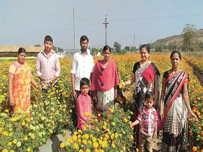 Farmer woman earns millions of tons by producing 700 tons of marigold in one acre | शेतकरी महिलेने एक एकरमध्ये ७०० टन झेंडूचे उत्पादन घेत लाखो कमावले Farmer woman earns millions of tons by producing 700 tons of marigold in one acre | शेतकरी महिलेने एक एकरमध्ये ७०० टन झेंडूचे उत्पादन घेत लाखो कमावले