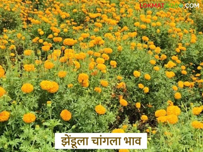 latest news Zendu Market: Demand for Zendu increases; Prices expected to rise for Dussehra-Navratri festivals | Zendu Market : झेंडूची मागणी वाढली; दसरा-नवरात्र सणांसाठी भावात तेजी अपेक्षित