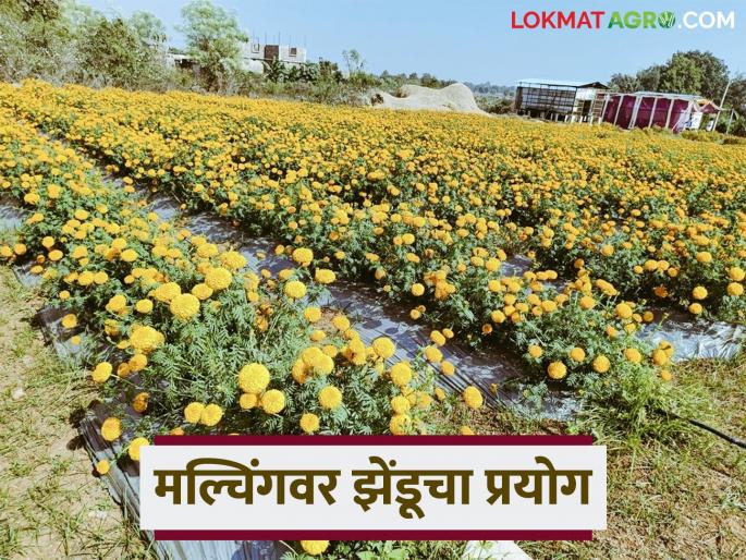 Latest News Zendu farming Marigold cultivation on mulching paper by Chandrapur farmer | दीड एकरमध्ये मल्चिंग पेपरवर झेंडुची शेती केली, चंद्रपूरच्या शेतकऱ्याला किती फायदा झाला?