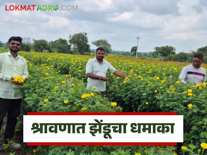 latest news Farmer Success Story: A 'flowering' life through flower farming; Washim's young farmer earns Rs 6 lakhs | Farmer Success Story : फुलशेतीतून ‘फुललेलं’ जीवन; वाशिमच्या तरुण शेतकऱ्याची ६ लाखांची कमाई