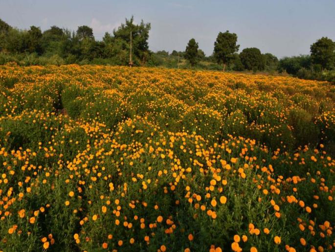 Cash Income received from Flower farming by annually | बाराही महिने फुलशेतीतून मिळविले रोखीने उत्पन्न Cash Income received from Flower farming by annually | बाराही महिने फुलशेतीतून मिळविले रोखीने उत्पन्न