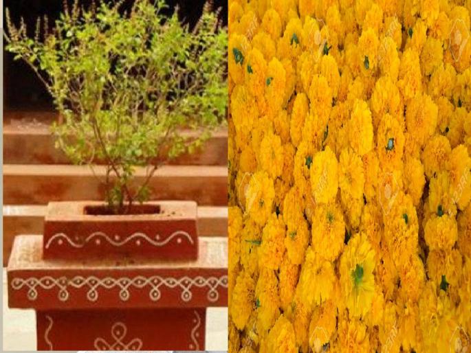 Due to lack of demand for tulsi marriage, prices of flowers in Mirj flower market decreased | Tulsi Vivah: तुळशीचं लग्न, पण झेंडूच्या दरात विघ्न!
