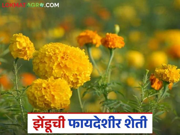 Latest News Agriculture news Pusa Bahar variety of marigold is ready in 90 days, buy seeds online | Zendu Farming : 90 दिवसांत तयार होणारे झेंडूचे पुसा बहार 'हे' वाण, असे खरेदी करा बियाणे  Latest News Agriculture news Pusa Bahar variety of marigold is ready in 90 days, buy seeds online | Zendu Farming : 90 दिवसांत तयार होणारे झेंडूचे पुसा बहार 'हे' वाण, असे खरेदी करा बियाणे