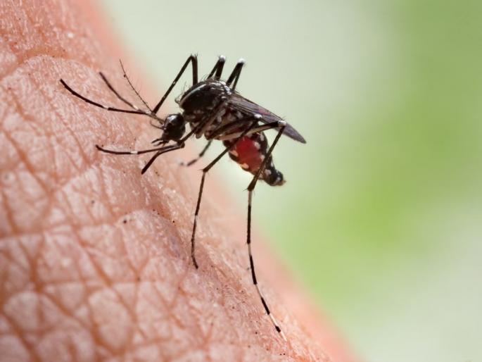 Zika Outbreak in Pune's Erandwane; Another pregnant woman infected, number of patients up to six | Zika Virus: पुण्याच्या एरंडवणेत झिकाचा उद्रेक; आणखी एका गर्भवतीला लागण, रुग्णसंख्या सहा वर Zika Outbreak in Pune's Erandwane; Another pregnant woman infected, number of patients up to six | Zika Virus: पुण्याच्या एरंडवणेत झिकाचा उद्रेक; आणखी एका गर्भवतीला लागण, रुग्णसंख्या सहा वर