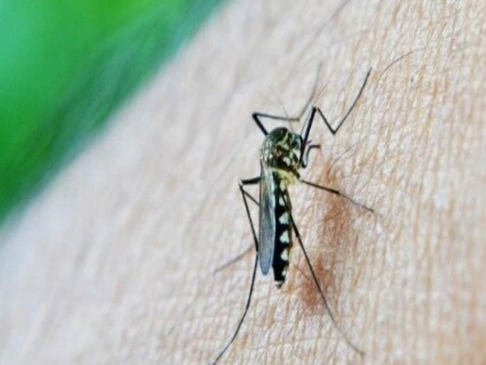 Relief for the people of Pune Zika virus chain is breaking There is no record of new patient | Zika Virus: पुणेकरांना दिलासा! झिकाची साखळी तुटतेय; नव्या रुग्णाची नोंद नाही Relief for the people of Pune Zika virus chain is breaking There is no record of new patient | Zika Virus: पुणेकरांना दिलासा! झिकाची साखळी तुटतेय; नव्या रुग्णाची नोंद नाही