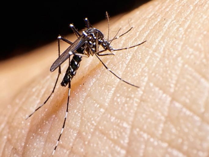 Two Zika patients found for the first time in Pune Both had fever and other mild symptoms | Zika Virus Patient In Pune: पुण्यात प्रथमच झिकाचे २ रुग्ण; दोघांना तापासह इतर सौम्य लक्षणे Two Zika patients found for the first time in Pune Both had fever and other mild symptoms | Zika Virus Patient In Pune: पुण्यात प्रथमच झिकाचे २ रुग्ण; दोघांना तापासह इतर सौम्य लक्षणे