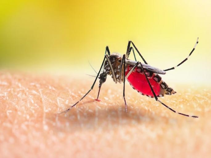 Zika virus are on the rise in the maharashtra most patients in Pune health system is worried | Zika Virus: राज्यात झिकाचा संसर्ग वाढतोय; पुण्यात सर्वाधिक रुग्ण, आरोग्य यंत्रणा चिंतेत Zika virus are on the rise in the maharashtra most patients in Pune health system is worried | Zika Virus: राज्यात झिकाचा संसर्ग वाढतोय; पुण्यात सर्वाधिक रुग्ण, आरोग्य यंत्रणा चिंतेत