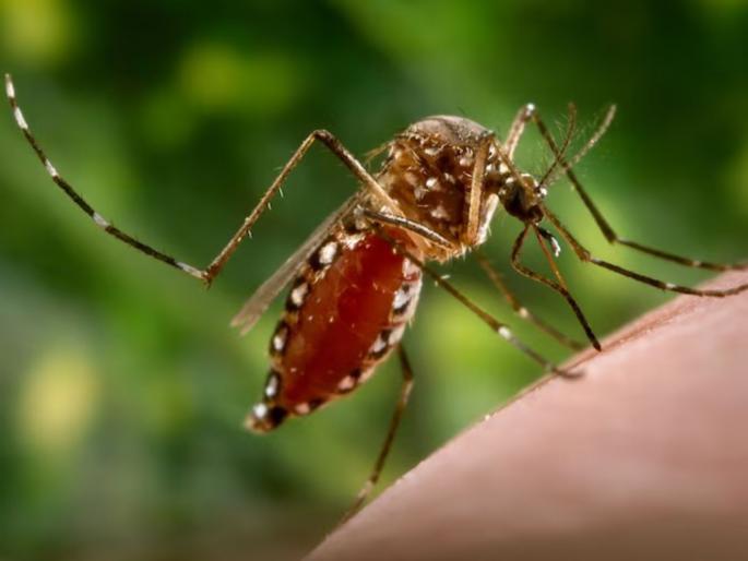 Suspected deaths of two seniors from Zika in Pune There are other diseases besides Zika | Zika Virus: पुण्यात झिकाने दाेन ज्येष्ठांचे संशयित मृत्यू; झिकाबराेबरच इतरही हाेते आजार Suspected deaths of two seniors from Zika in Pune There are other diseases besides Zika | Zika Virus: पुण्यात झिकाने दाेन ज्येष्ठांचे संशयित मृत्यू; झिकाबराेबरच इतरही हाेते आजार