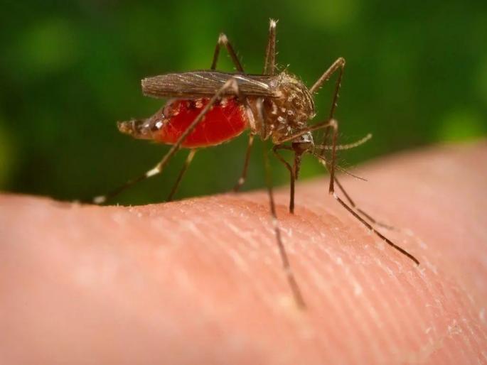Zika outbreak is increasing in Pune 7 patients so far including 2 pregnant possible community transmission | Zika Virus: पुण्यात वाढताेय झिकाचा धाेका; २ गर्भवतींसह आतापर्यंत ७ रुग्ण, कम्युनिटीमध्ये संसर्ग झाल्याची शक्यता Zika outbreak is increasing in Pune 7 patients so far including 2 pregnant possible community transmission | Zika Virus: पुण्यात वाढताेय झिकाचा धाेका; २ गर्भवतींसह आतापर्यंत ७ रुग्ण, कम्युनिटीमध्ये संसर्ग झाल्याची शक्यता