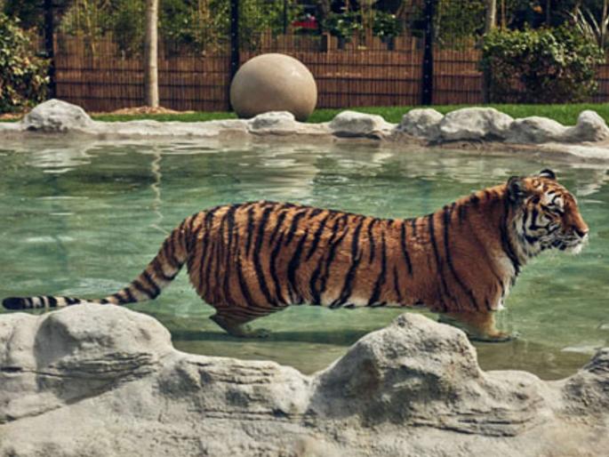 240 acre plot in the aarey complex for the zoo | प्राणिसंग्रहालयासाठी आरे संकुलात २४० एकर जागा 240 acre plot in the aarey complex for the zoo | प्राणिसंग्रहालयासाठी आरे संकुलात २४० एकर जागा