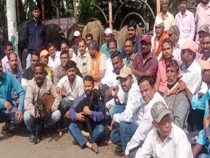 Road theft complaint, As no action was taken, villagers along with their animals stood in front of Satara ZP | रस्ता चोरीला गेल्याची तक्रार, कार्यवाही न झाल्याने ग्रामस्थांचा जनावरांसह सातारा 'झेडपी'समोर ठिय्या Road theft complaint, As no action was taken, villagers along with their animals stood in front of Satara ZP | रस्ता चोरीला गेल्याची तक्रार, कार्यवाही न झाल्याने ग्रामस्थांचा जनावरांसह सातारा 'झेडपी'समोर ठिय्या