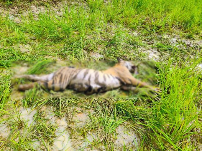 Death of Tigress in Pombhurna Taluk; The death of 3 calves and a tigress in eight days shook the forest account | पोंभुर्णा तालुक्यात वाघिणीचा मृत्यू; आठ दिवसांत ३ बछडे व वाघीणीच्या मृत्यूने वन खाते हादरले Death of Tigress in Pombhurna Taluk; The death of 3 calves and a tigress in eight days shook the forest account | पोंभुर्णा तालुक्यात वाघिणीचा मृत्यू; आठ दिवसांत ३ बछडे व वाघीणीच्या मृत्यूने वन खाते हादरले