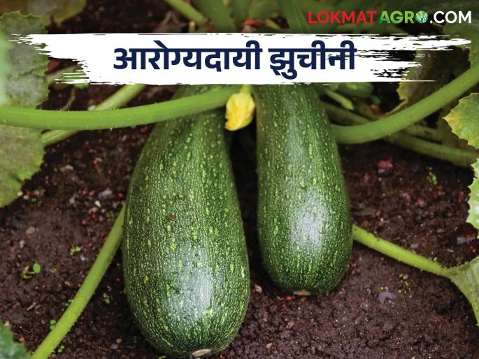 Nutrients and processed foods of healthy Zucchini | Zucchini आरोग्यदायी झुचीनीचे पौष्टिक घटक व प्रक्रियायुक्त पदार्थ