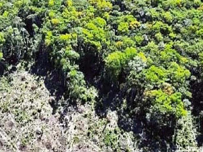 Anvayarth Article on Supreme Court declares Vidarbha Zudpi jungles as forest land | अन्वयार्थ: पोरकी झुडपी जंगले आणि विदर्भातला दुर्दैवी शेतकरी Anvayarth Article on Supreme Court declares Vidarbha Zudpi jungles as forest land | अन्वयार्थ: पोरकी झुडपी जंगले आणि विदर्भातला दुर्दैवी शेतकरी
