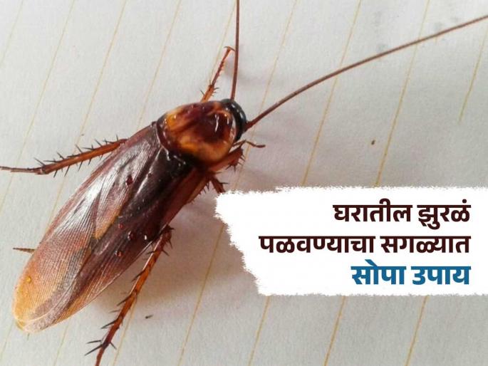 Mix sugar with baking soda to get rid of cockroaches in house | साखरेमध्ये मिक्स करून 'ही' गोष्ट घरात सगळीकडे शिंपडा, दिसणार नाही एकही झुरळ