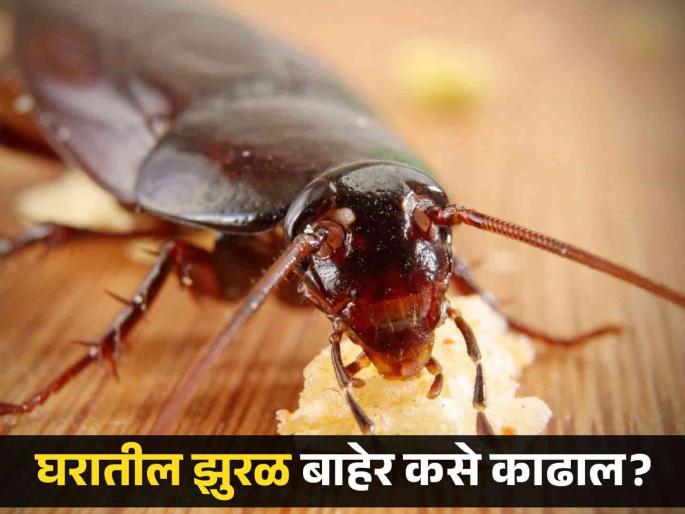 Effective tips to get rid cockroaches from kitchen cockroach | घरातील झुरळं लगेच होतील दूर; मसाल्यांचा 'असा' करा वापर! Effective tips to get rid cockroaches from kitchen cockroach | घरातील झुरळं लगेच होतील दूर; मसाल्यांचा 'असा' करा वापर!