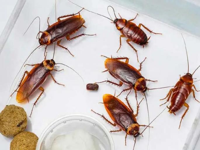 Couple beaten up in lodge over cockroach | झुरळावरून लॉजमध्ये जोडप्यास मारहाण Couple beaten up in lodge over cockroach | झुरळावरून लॉजमध्ये जोडप्यास मारहाण