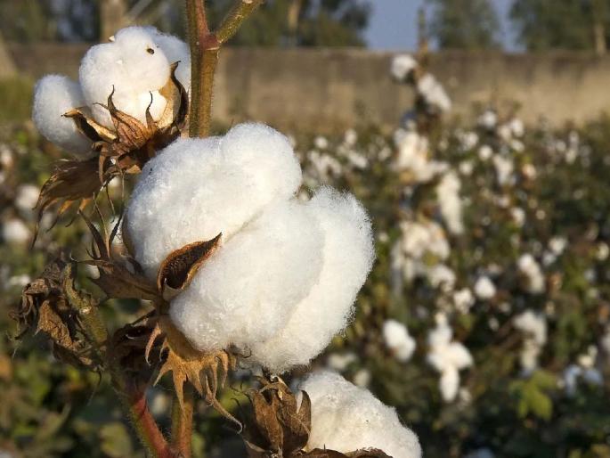 Cotton prices fell in 2022. Due to this, it is expected to have an impact on direct cultivation in 2023 | ..तर कापसाचे लागवड क्षेत्र घटेल, कापूसगाठीच्या निर्यातीवर प्रश्नचिन्ह Cotton prices fell in 2022. Due to this, it is expected to have an impact on direct cultivation in 2023 | ..तर कापसाचे लागवड क्षेत्र घटेल, कापूसगाठीच्या निर्यातीवर प्रश्नचिन्ह