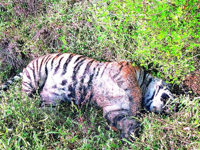 tigress found dead in chandrapur | जिवंत विद्युत तारांनी घेतला वाघिणीचा बळी, मृतदेह कुजलेला tigress found dead in chandrapur | जिवंत विद्युत तारांनी घेतला वाघिणीचा बळी, मृतदेह कुजलेला