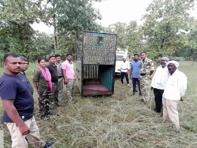 cage set up to catch BTR-7 tigress of bor tiger reserve, forest department teams on war footing for the rescue mission | बीटीआर-७ 'वाघिण'साठी सापळा लावून केले जातेय 'वेट ॲण्ड वॉच' cage set up to catch BTR-7 tigress of bor tiger reserve, forest department teams on war footing for the rescue mission | बीटीआर-७ 'वाघिण'साठी सापळा लावून केले जातेय 'वेट ॲण्ड वॉच'