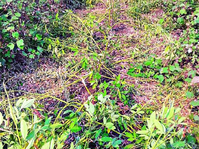Destruction of vertical crops from wild animals | वन्य प्राण्यांकडून उभ्या पिकांची नासाडी Destruction of vertical crops from wild animals | वन्य प्राण्यांकडून उभ्या पिकांची नासाडी