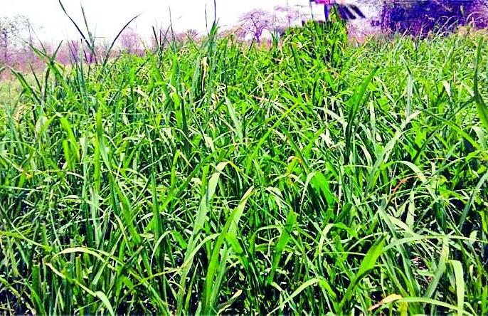 1333 farmers overcome barricades | १३३३ शेतकऱ्यांनी केली चाराटंचाईवर मात 1333 farmers overcome barricades | १३३३ शेतकऱ्यांनी केली चाराटंचाईवर मात