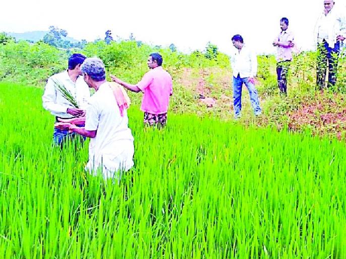 धानावरील किडीचे व्यवस्थापन करा Marathi News Manage the pest on the