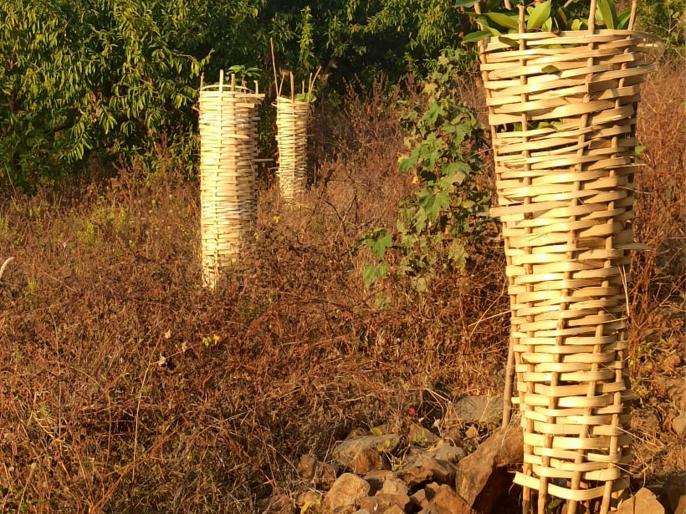 वृक्षांकरीता बांबूपासून निर्मित संरक्षण जाळीचा उपयोग Marathi News