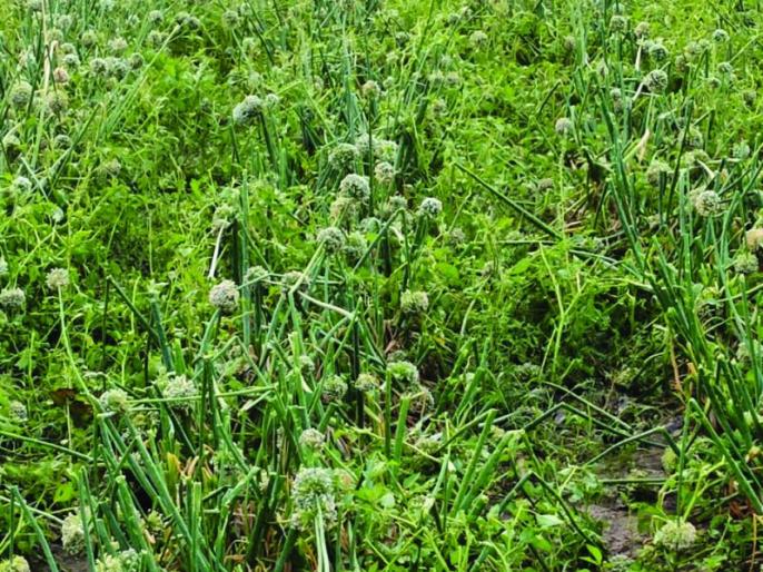 कांदा बीजोत्पादकांच्या मानगुटीवर पुन्हा ‘अवकाळी’! Marathi News