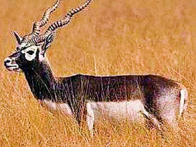 marathi-news-antelope-habitat-ended-with-tree