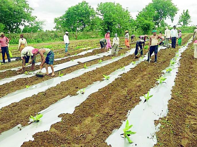 टिश्यू कल्चरमुळे केळीच्या लागवडीत क्रांती Marathi News The revolution in banana cultivation