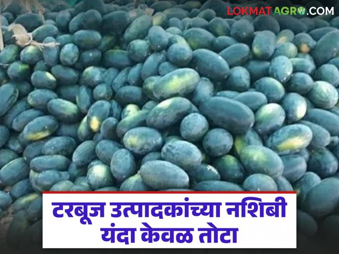 टरबूज पिकासाठी खर्च मोठा; मालविक्रीत मात्र दराअभावी शेतकऱ्यांना मिळतोय केवळ तोटा