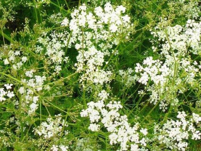 विदर्भात ओवा लागवडीवर भर; तीन हजार हेक्टरवर ओवा Marathi News