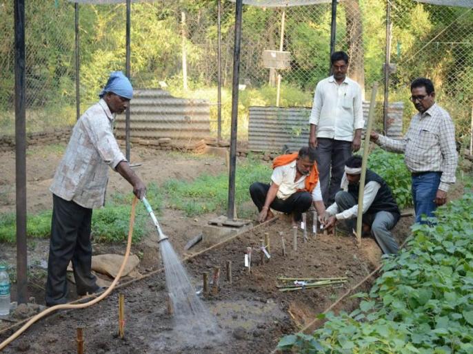 अमरावतीच्या बांबू प्लांटमध्ये विमानाने आली रोपे Marathi News Bamboo