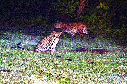 Jungle Camping in Alibaug (Phansad Wildlife Sanctuary)